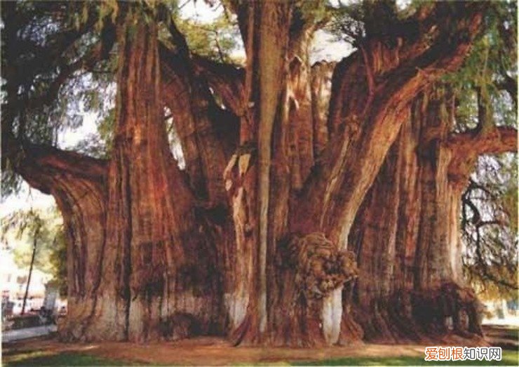 乾隆皇帝竟然亲自为它命名! 世界上最小的树