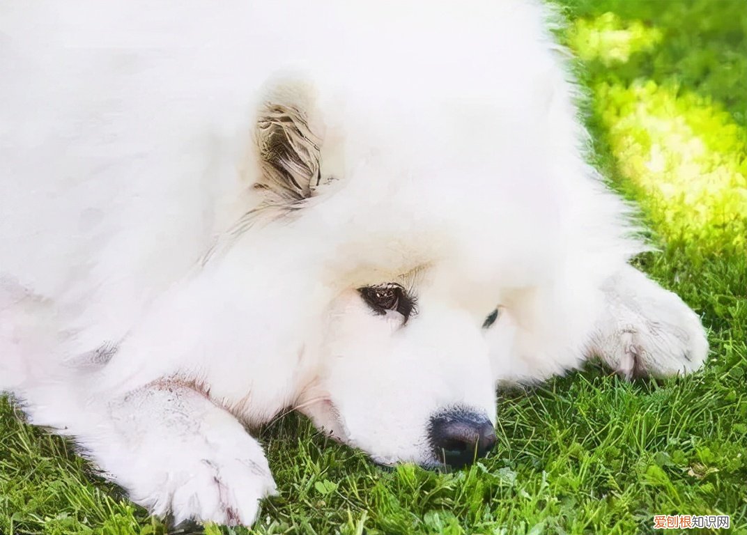 平均价格在1千5~4千元左右 萨摩耶犬多少钱一只