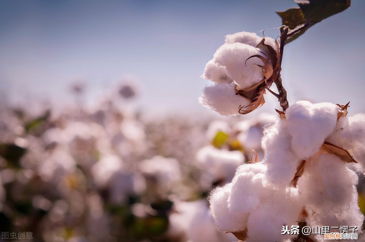 聚酯纤维100%好不好？一文带你搞懂，聚酯纤维到底是什么