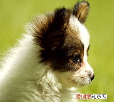 梦见被狗咬什么预兆？一般代表自己正被烦恼事纠缠