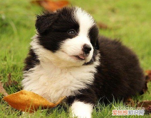 梦见被狗咬什么预兆？一般代表自己正被烦恼事纠缠