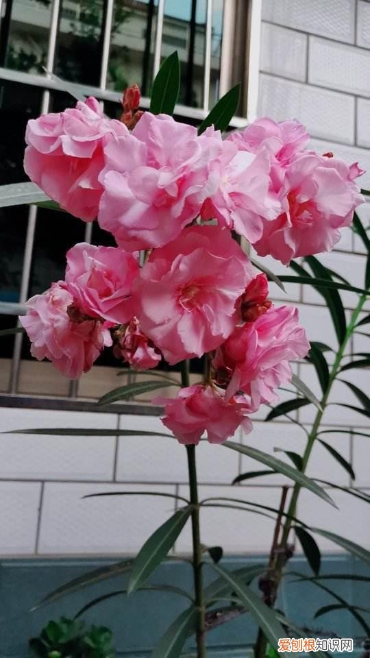 哪种植物不适合长期摆放在卧室？不能放在卧室养的6种花