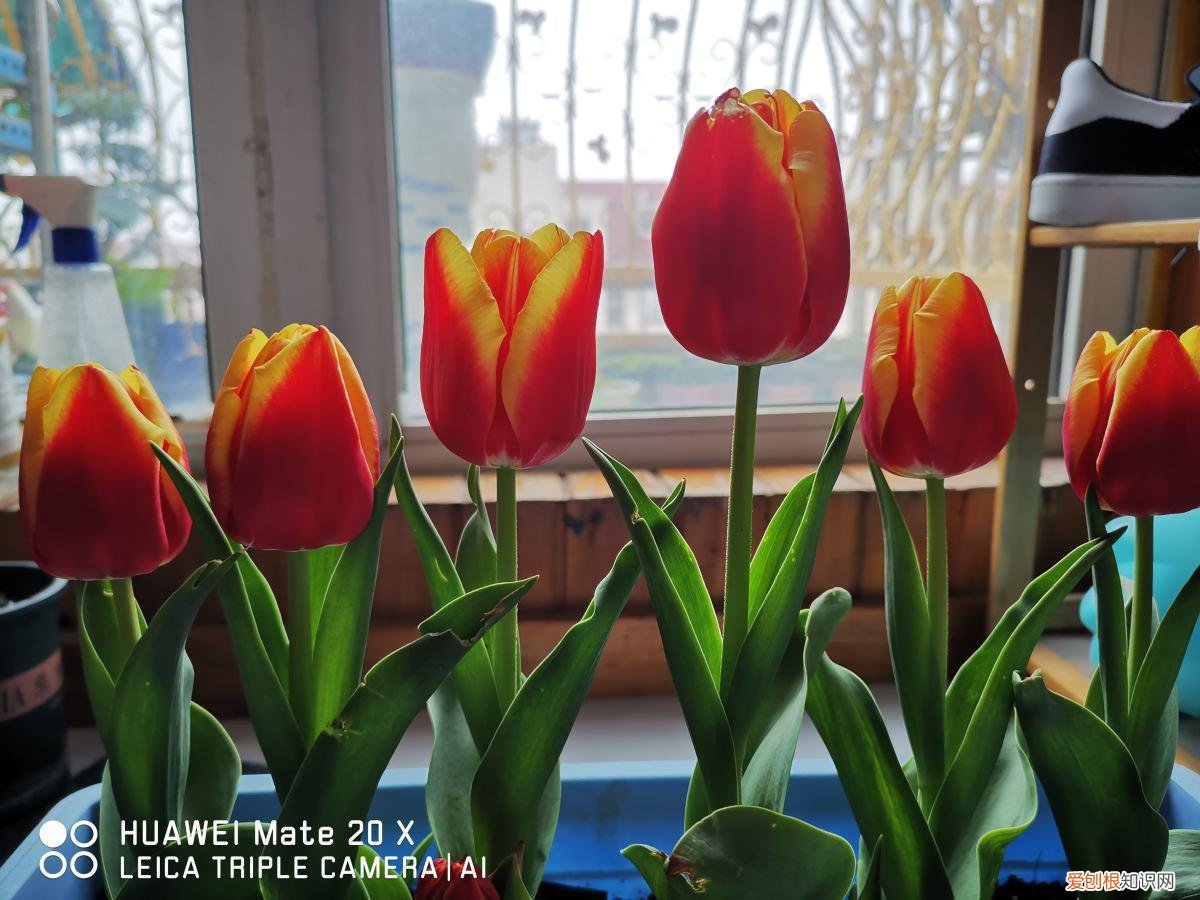 哪种植物不适合长期摆放在卧室？不能放在卧室养的6种花