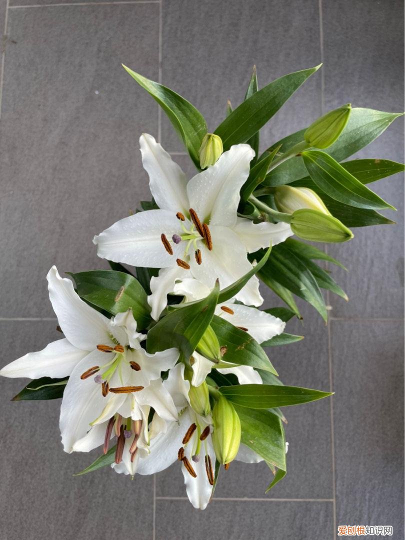 哪种植物不适合长期摆放在卧室？不能放在卧室养的6种花