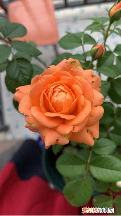 哪种植物不适合长期摆放在卧室？不能放在卧室养的6种花