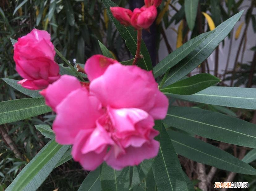 哪种植物不适合长期摆放在卧室？不能放在卧室养的6种花