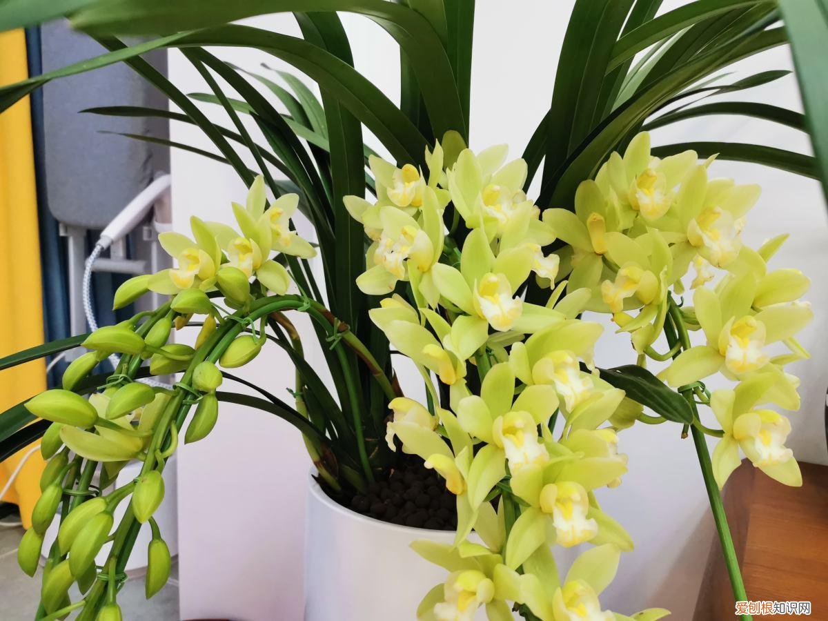 哪种植物不适合长期摆放在卧室？不能放在卧室养的6种花