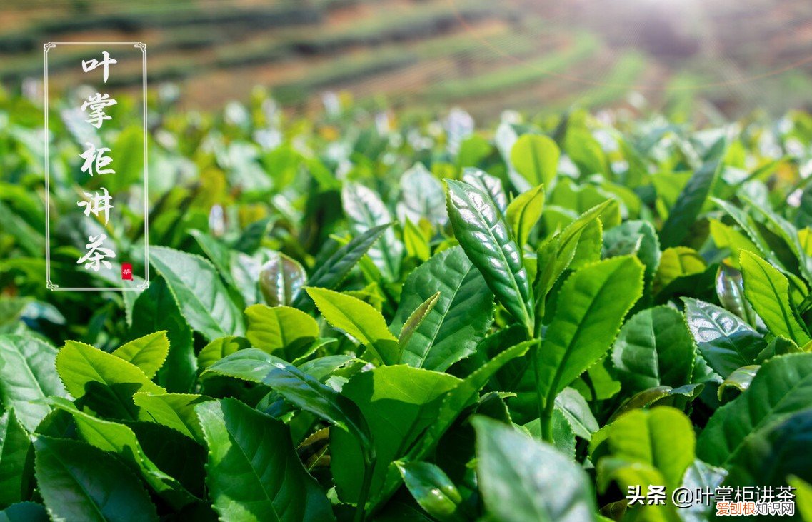 都有哪些特点，有什么独特的魅力 铁观音属于什么茶