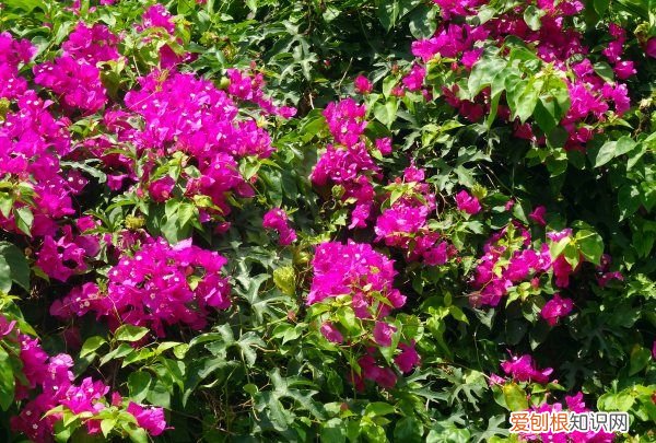 三角梅叶多花少怎么办，为什么三角梅花苞都掉了
