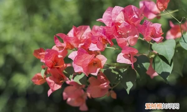 三角梅叶多花少怎么办，为什么三角梅花苞都掉了