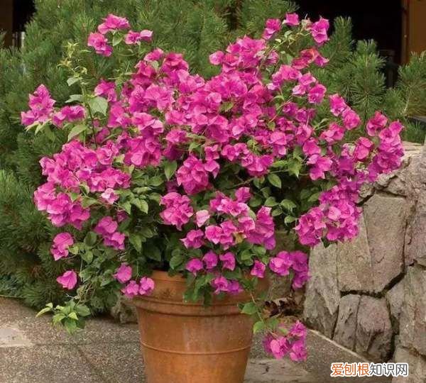 三角梅叶多花少怎么办，为什么三角梅花苞都掉了