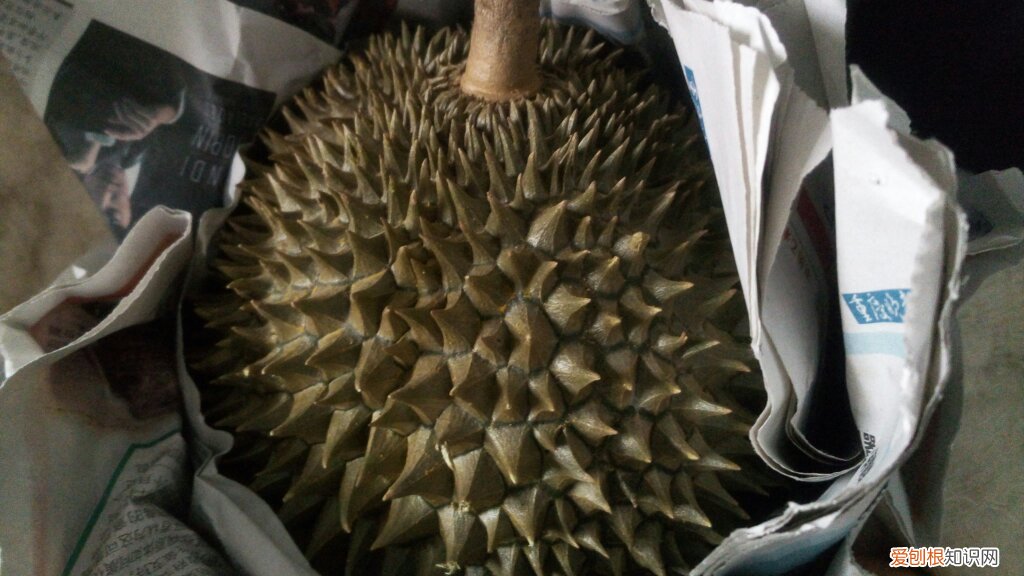 榴莲不熟要怎么放才能熟？试试下面几种方法