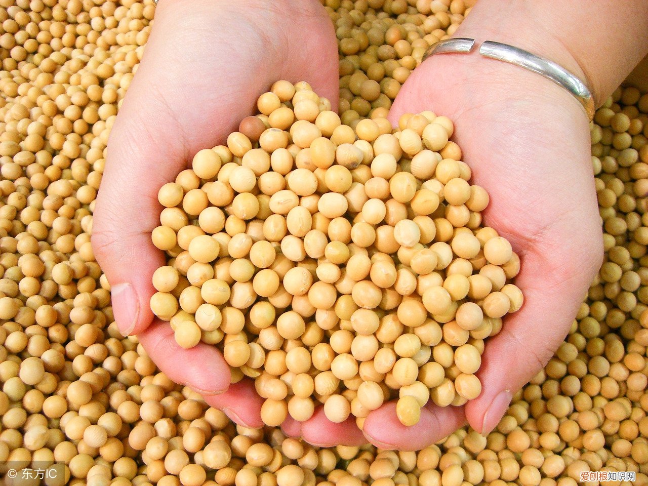 毛豆和黄豆的区别 黄豆和毛豆是不是一种东西