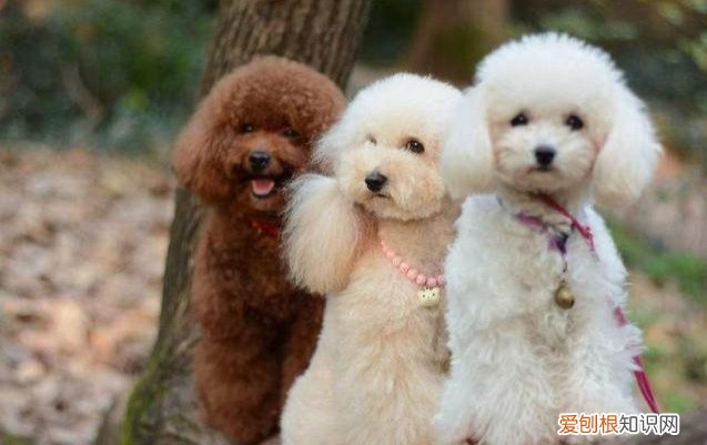 泰迪狗多少钱一只？附：影响价格的6大因素