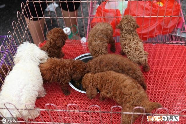 泰迪狗多少钱一只？附：影响价格的6大因素