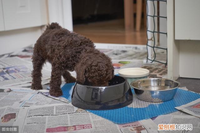 泰迪狗多少钱一只？附：影响价格的6大因素