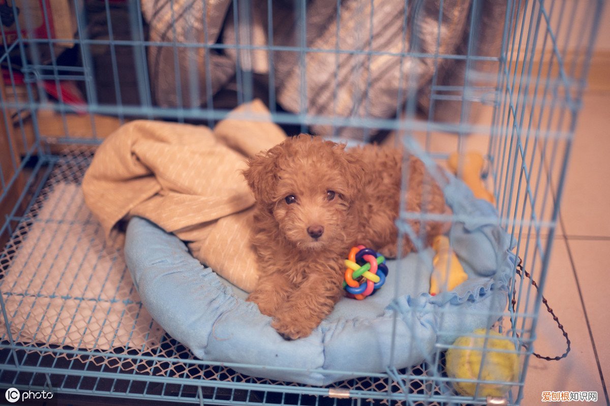 泰迪狗多少钱一只？附：影响价格的6大因素