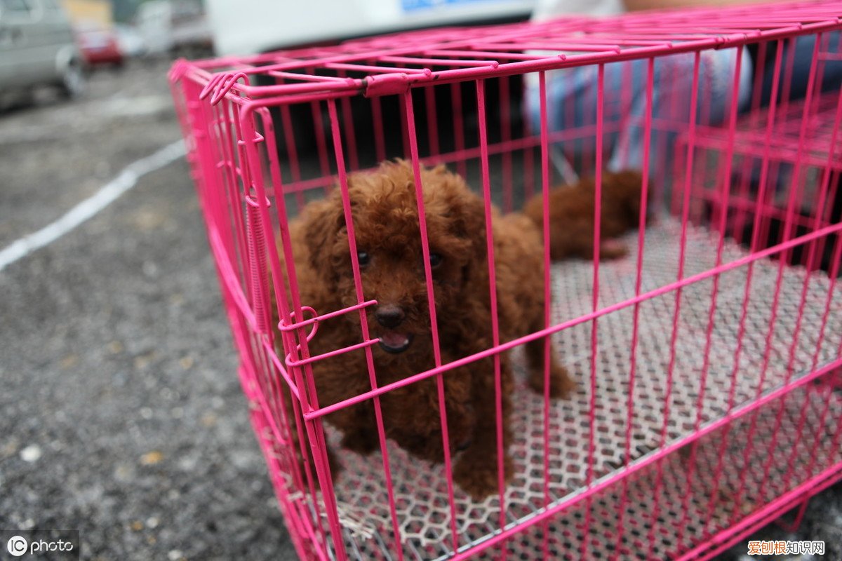 泰迪狗多少钱一只？附：影响价格的6大因素