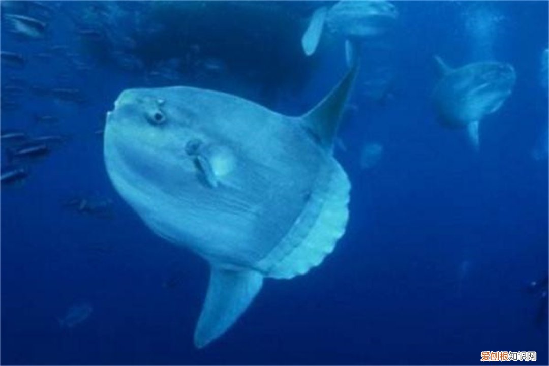 翻车鱼，为什么还没灭绝? 翻车鱼的死法太残忍了