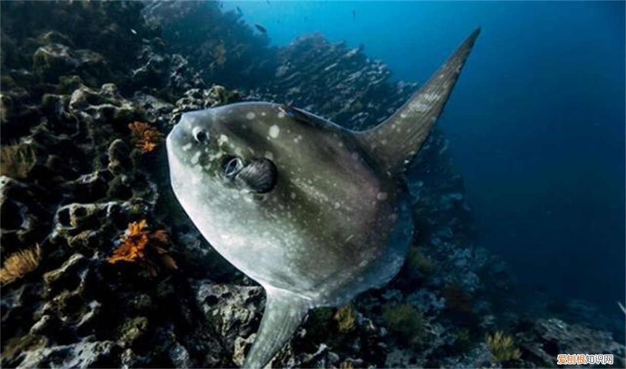 翻车鱼，为什么还没灭绝? 翻车鱼的死法太残忍了