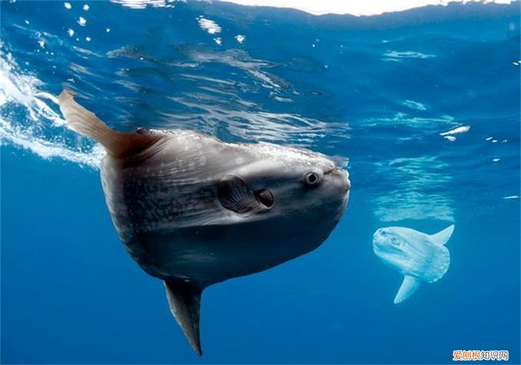 翻车鱼，为什么还没灭绝? 翻车鱼的死法太残忍了