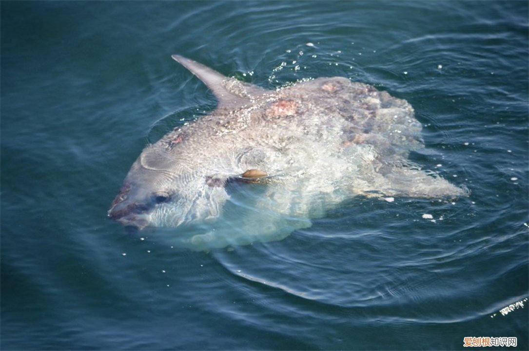 翻车鱼，为什么还没灭绝? 翻车鱼的死法太残忍了