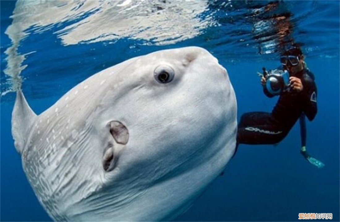 翻车鱼，为什么还没灭绝? 翻车鱼的死法太残忍了