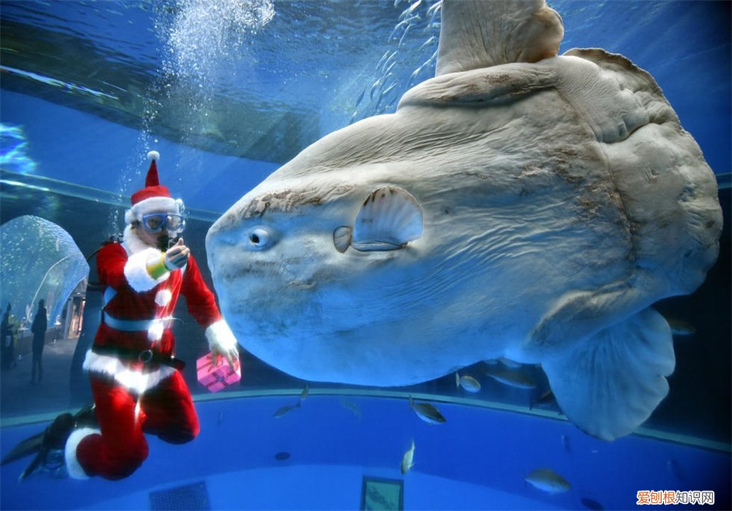 翻车鱼，为什么还没灭绝? 翻车鱼的死法太残忍了