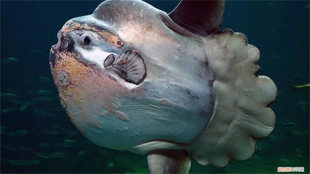 翻车鱼，为什么还没灭绝? 翻车鱼的死法太残忍了