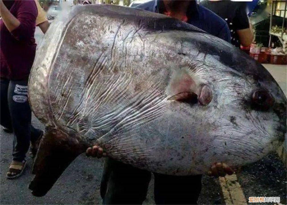 翻车鱼，为什么还没灭绝? 翻车鱼的死法太残忍了