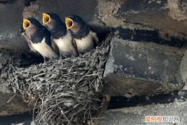 蝙蝠飞到家里是什么预兆？不要赶走它们，这是大吉兆!