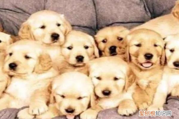 蝙蝠飞到家里是什么预兆？不要赶走它们，这是大吉兆!