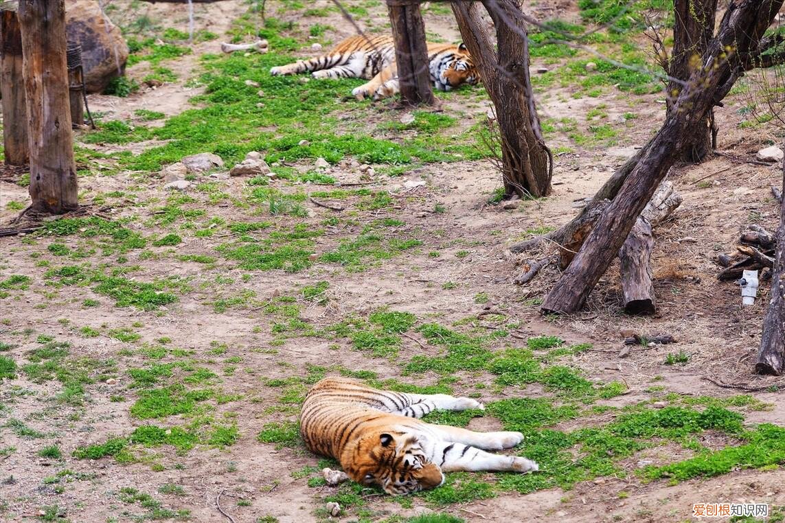 老祖宗有啥说法? 本命年虎年要注意什么