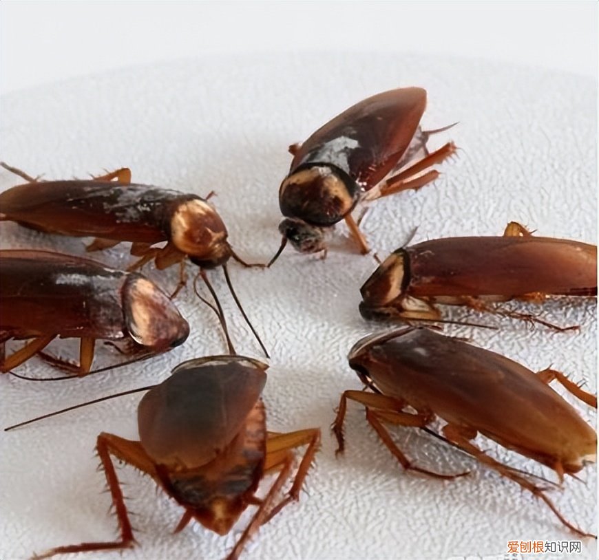 蟑螂会靠近熟睡的人吗？分享1个蟑螂消灭最彻底的妙招