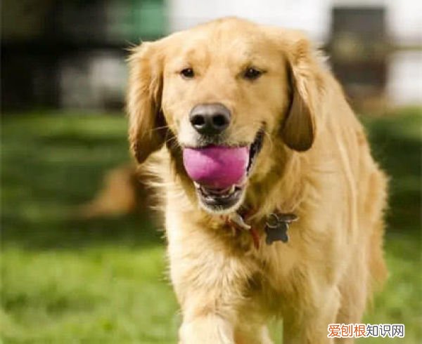 四大最聪明的狗狗 最聪明的狗是哪种狗