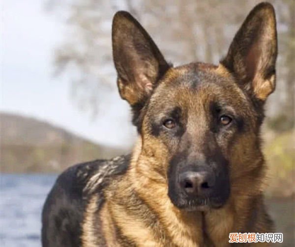 四大最聪明的狗狗 最聪明的狗是哪种狗