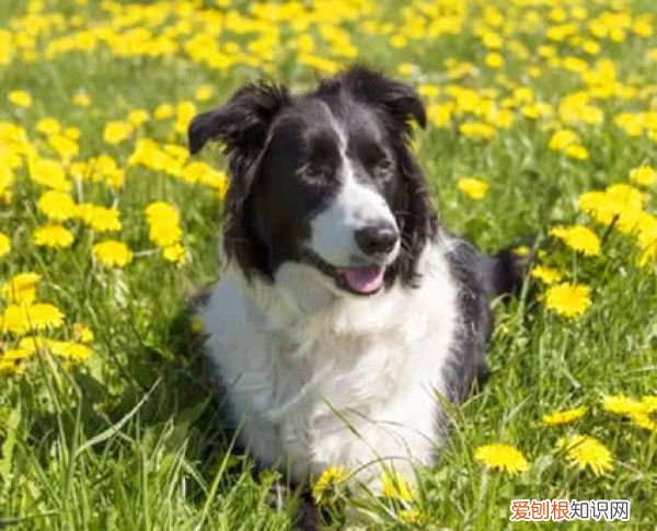 四大最聪明的狗狗 最聪明的狗是哪种狗