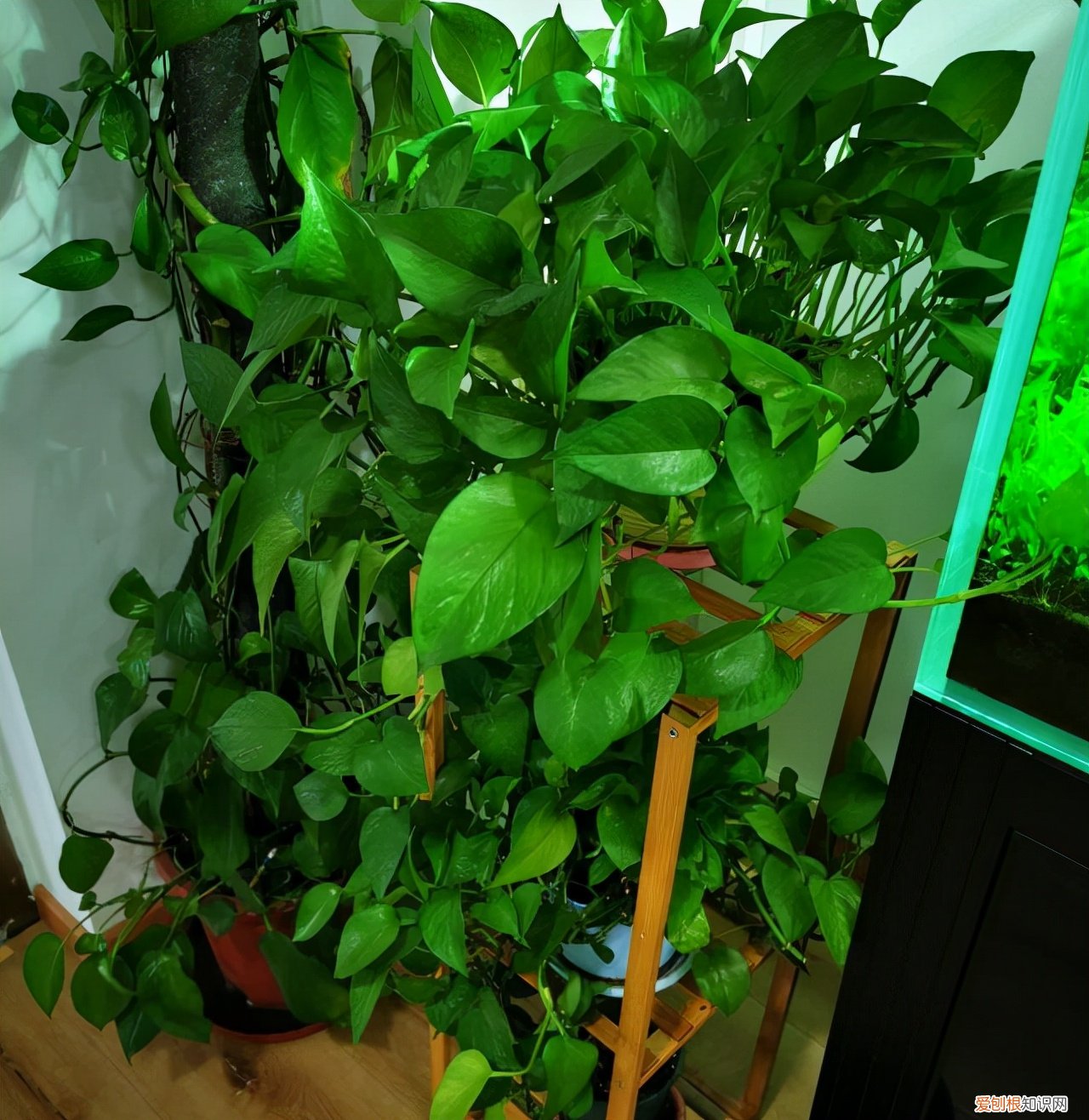 吸甲醛的植物有哪些适合室内种植？