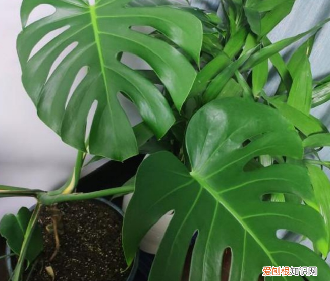 吸甲醛的植物有哪些适合室内种植？