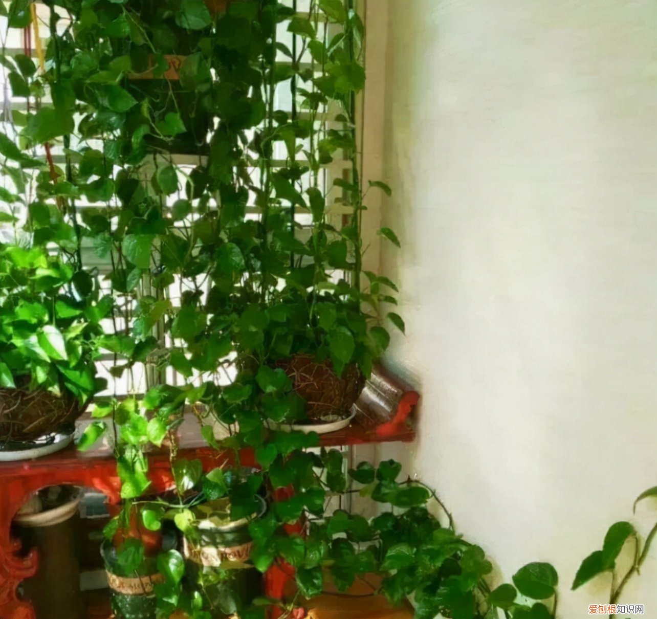 吸甲醛的植物有哪些适合室内种植？