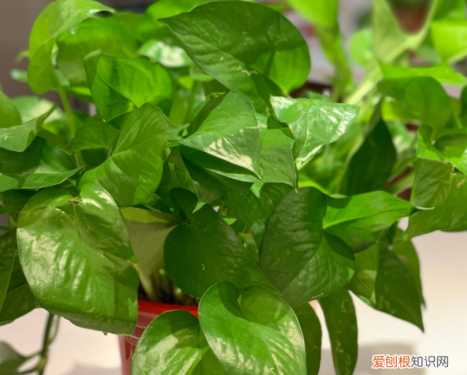 吸甲醛的植物有哪些适合室内种植？