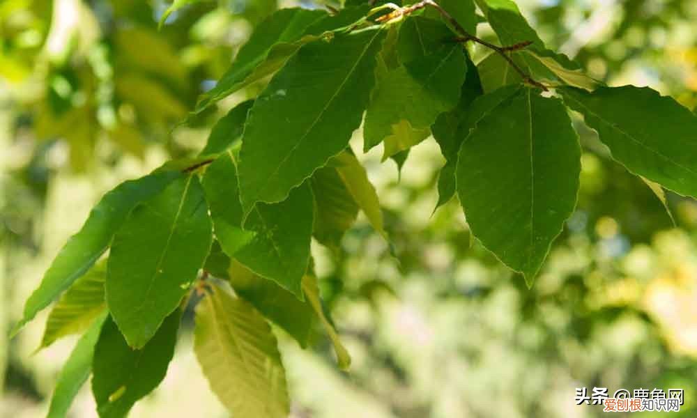 莫代尔真的好吗？莫代尔是什么面料