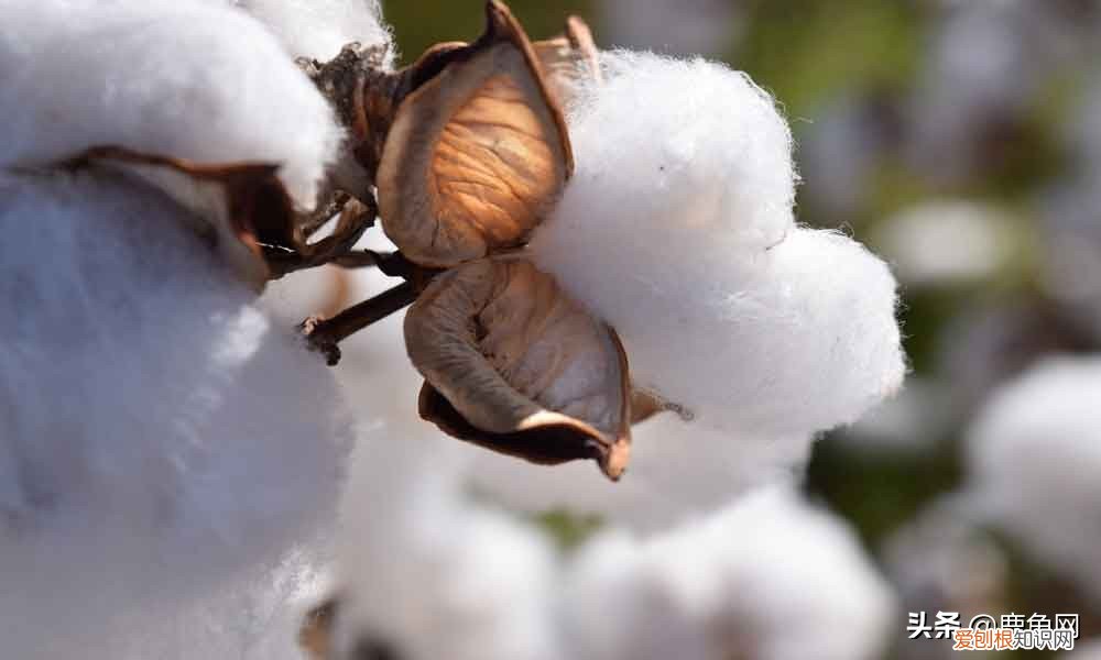 莫代尔真的好吗？莫代尔是什么面料