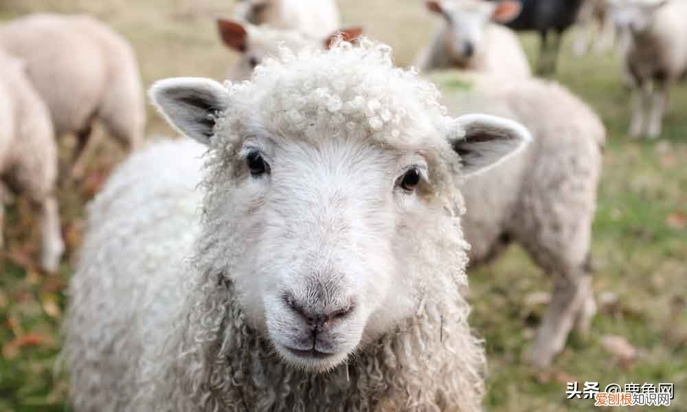 莫代尔真的好吗？莫代尔是什么面料