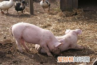 看看周公解梦是如何解释的 梦见杀猪是什么预兆