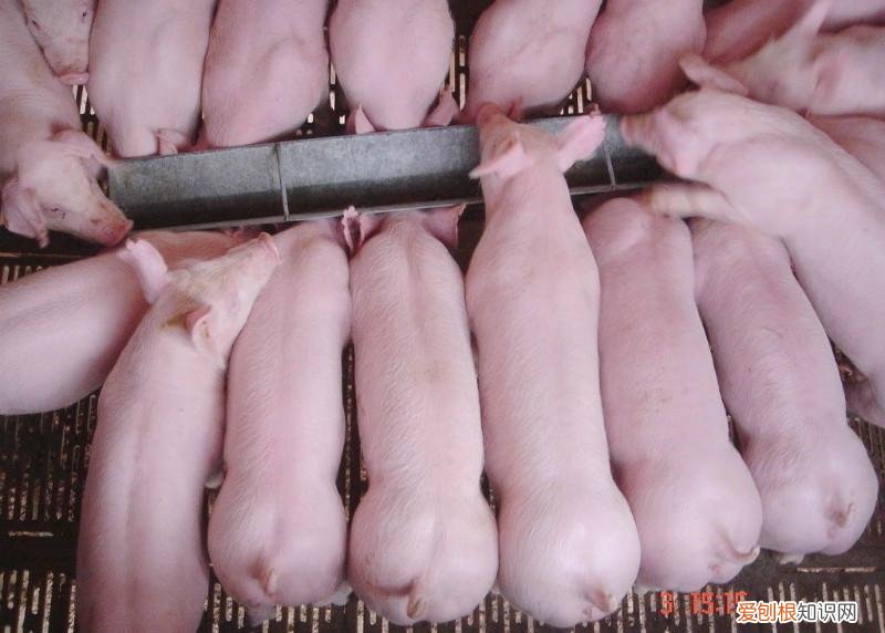 看看周公解梦是如何解释的 梦见杀猪是什么预兆