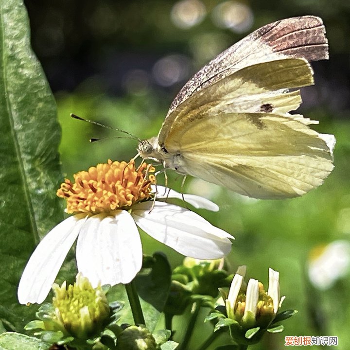 apple watch功能详解 苹果手表有什么功能
