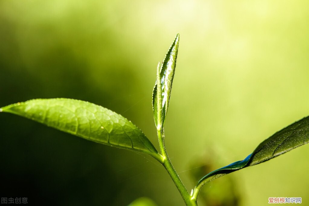 常喝绿茶的9种好处 绿茶的功效与作用