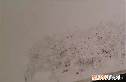 墙壁发霉怎么处理？7招拯救你家墙面，跟霉说永别