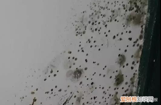 墙壁发霉怎么处理？7招拯救你家墙面，跟霉说永别